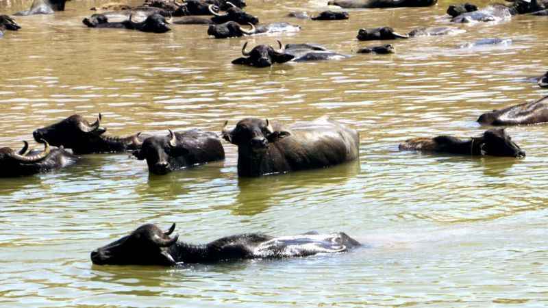 Diyarbakır’da Afrika’yı aratmayan görüntü